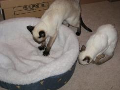 more kittens